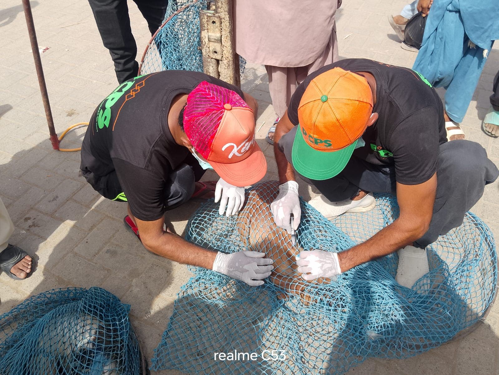 Dog vaccination campaign